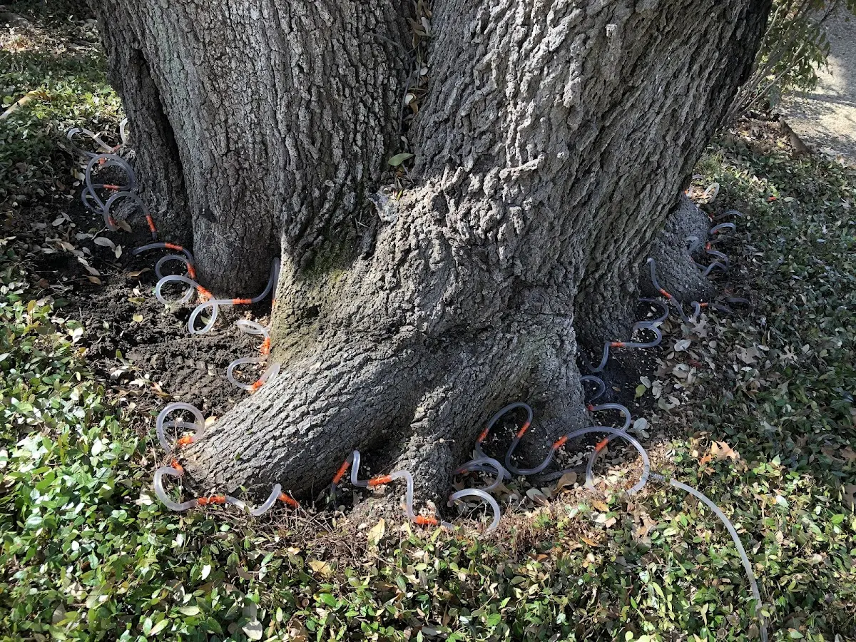 Detailed Tree Cabling and Bracing job site in Port Allen