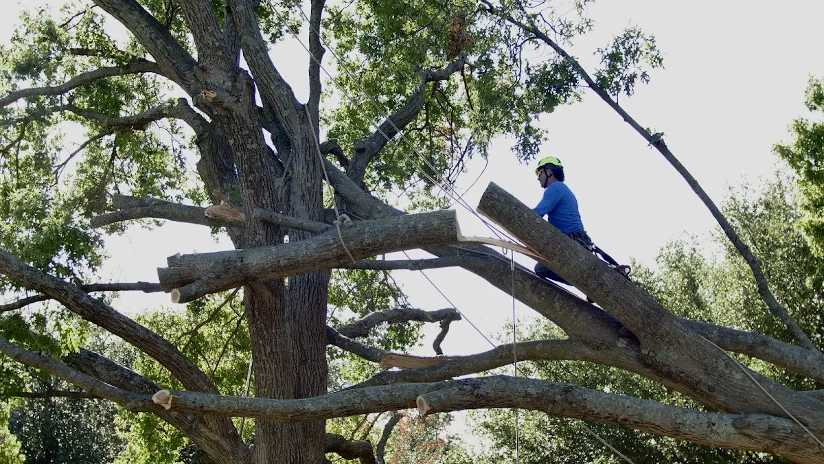 Professional Crown Thinning performed by certified arborists in Port Allen